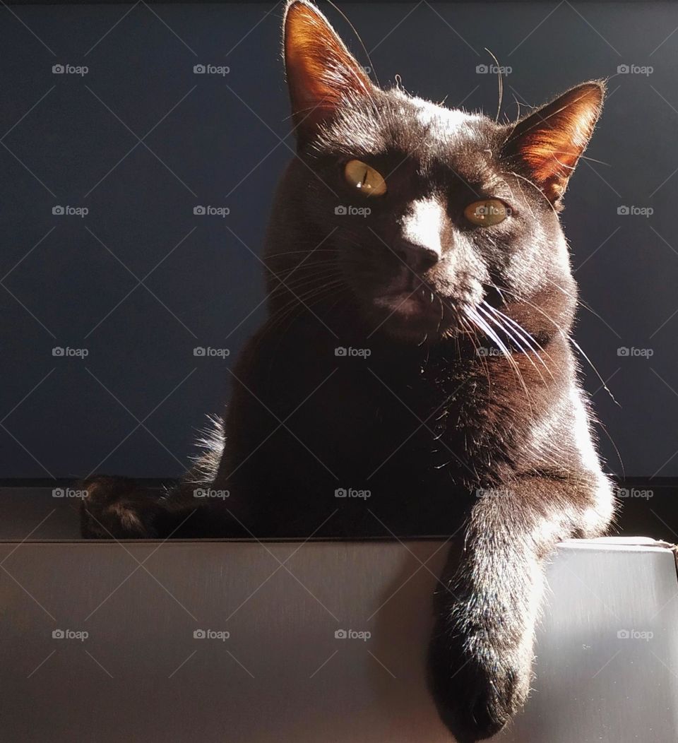 A black cat looking straight ahead as it basks in the morning sun somewhere hidden high above the house... "No matter how much I hide, they always find me!"