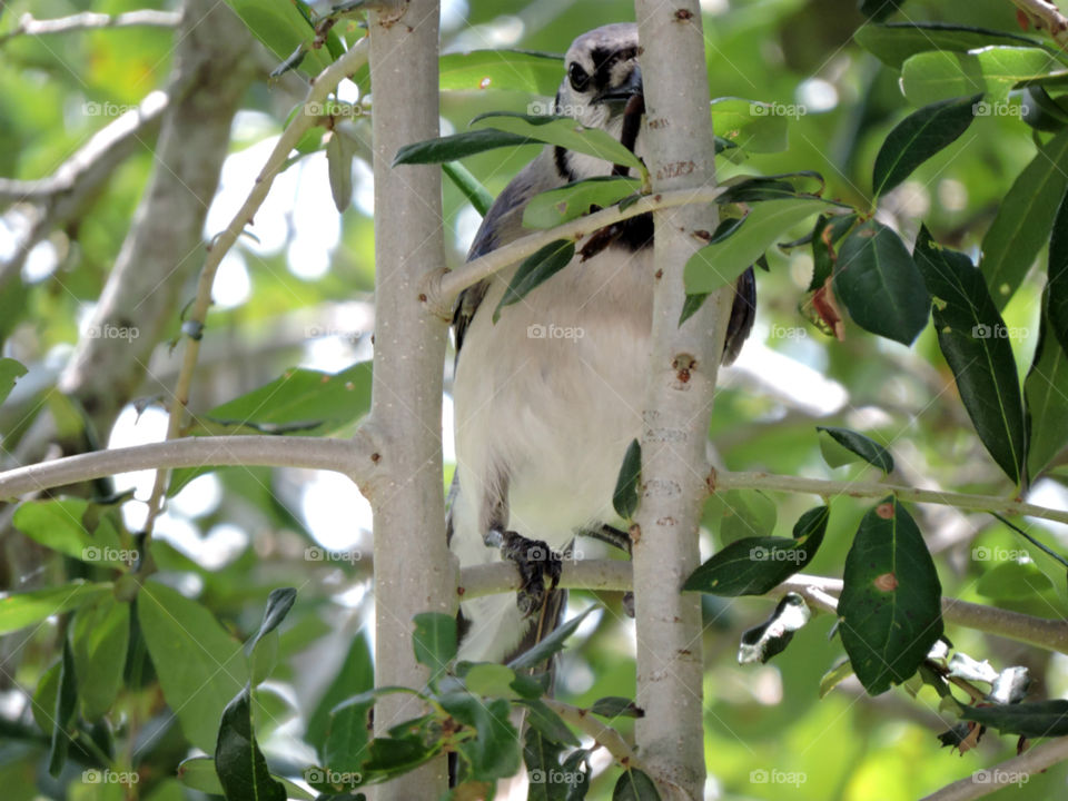 Eating Blue Jay. Blue Jay in tree with millipede in beak