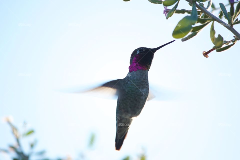 Hummingbird