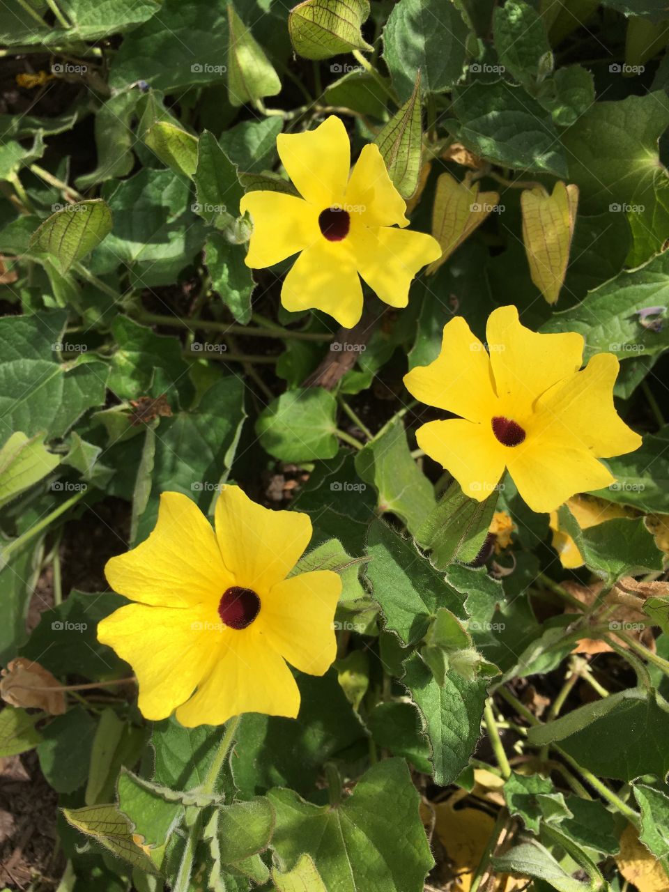 Yellow flower 