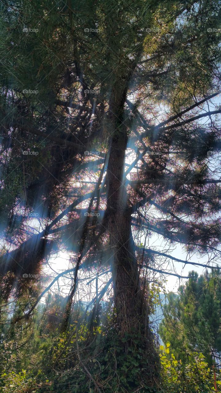 Sun through the trees.