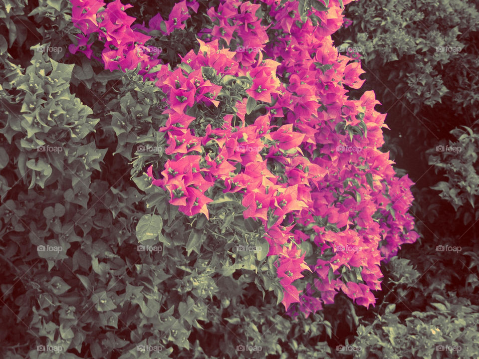 pink flowers