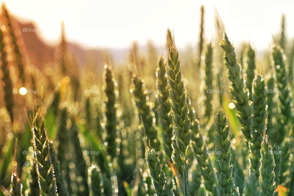 Close up of Ears of wheat at sunrise