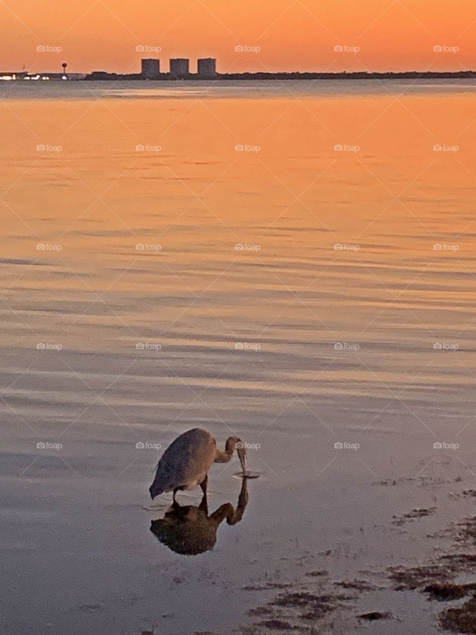 Reflecting in the water -  The Great Blue Heron is the king of the wading birds! They wade in the shallows and are quite adept at catching frogs, crayfish and small fish