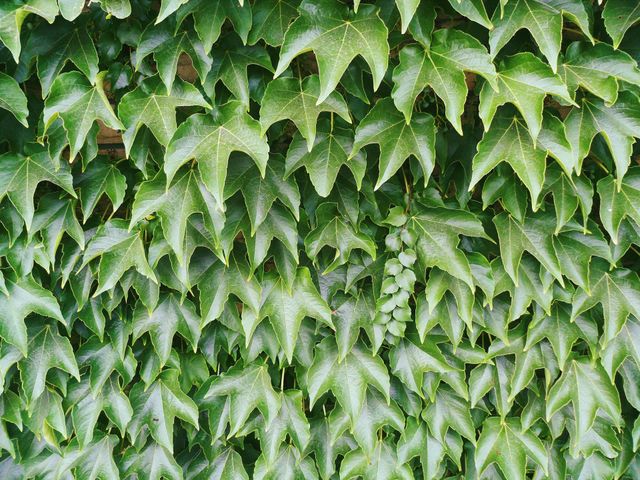 Texture of green leaf