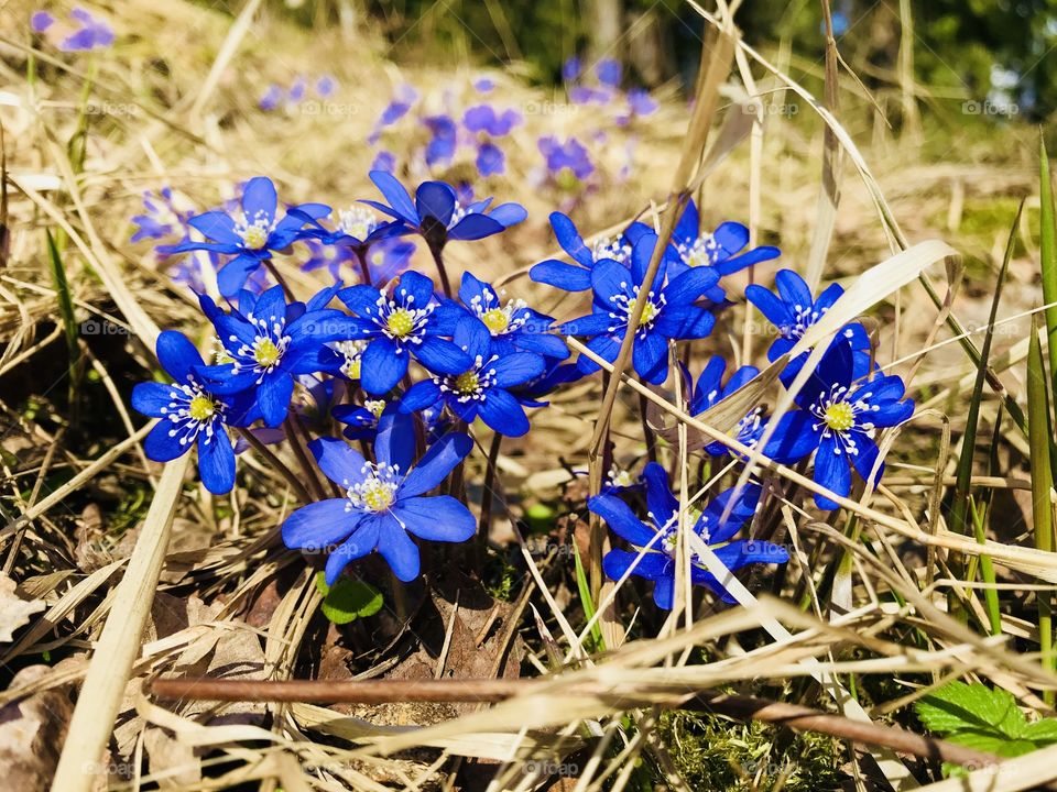 Common hepatica - spring flower 