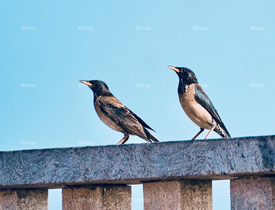 Bird photography - European Migratory bird - Starlings - in nature 