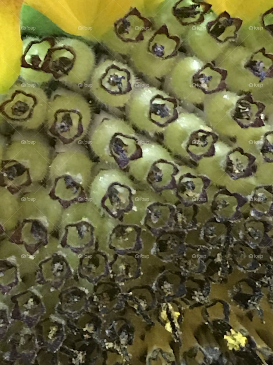 Trypophobia Sunflower ovary 