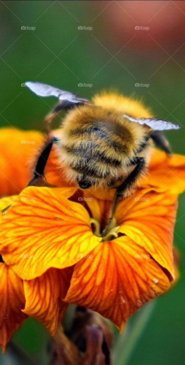 Bumblebee collecting nectar