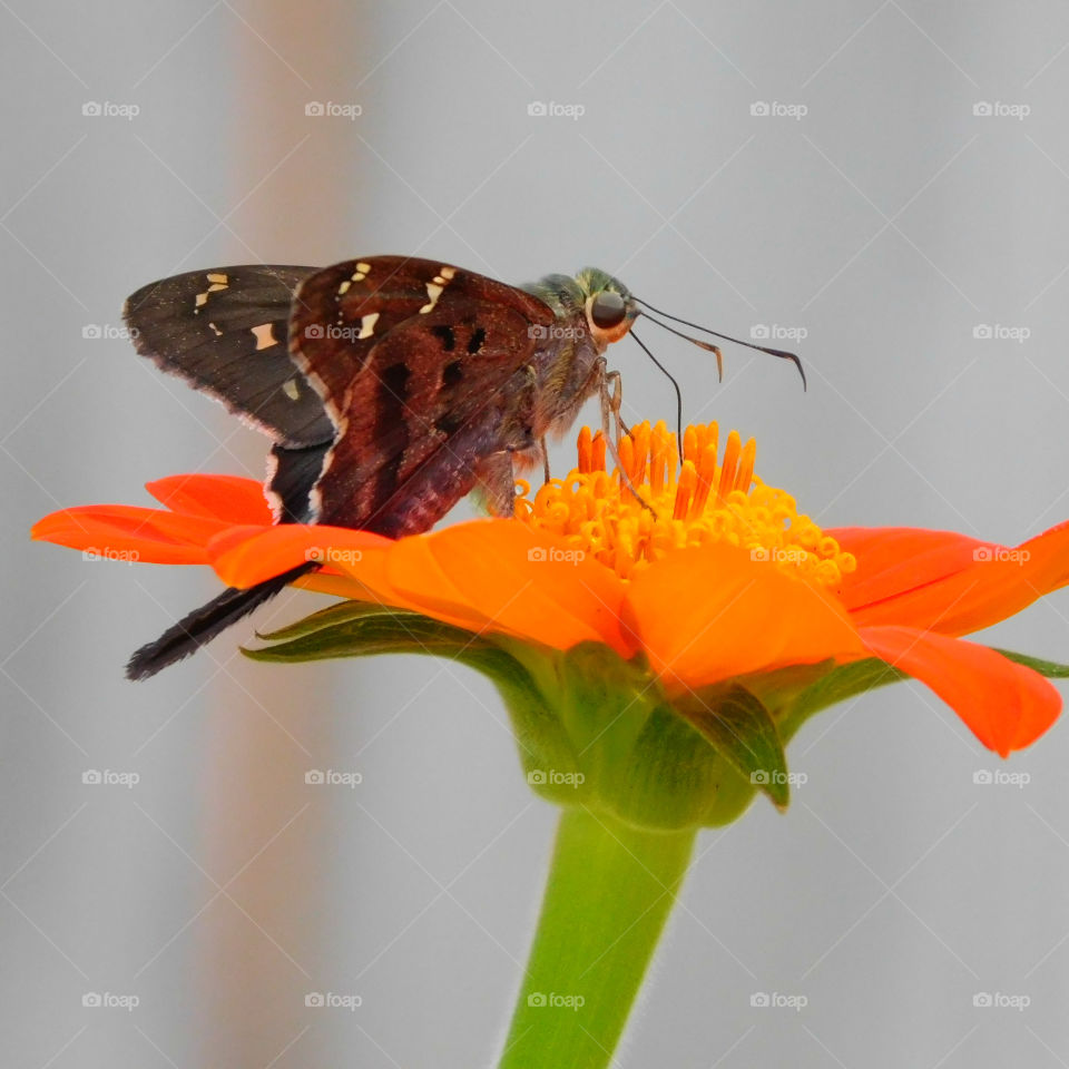 SKIPPER BUTTERFLY: Looks like a moth but it is a Butterfly! He danced and pranced on all of my flowers and gave me a run for my money to photograph!