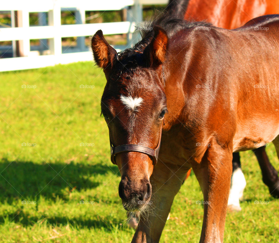 Foal face