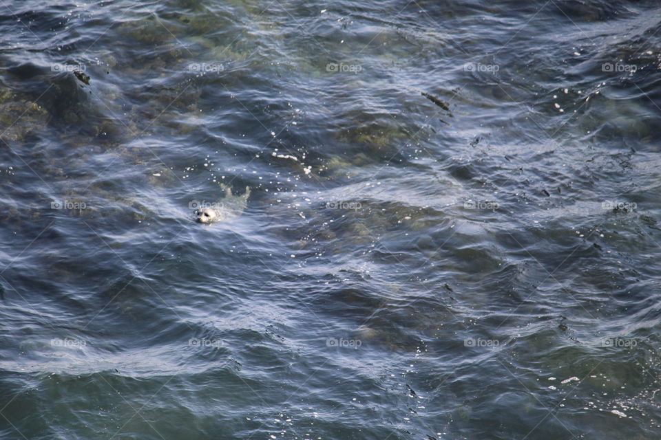 Harbor seal creeper revealed 