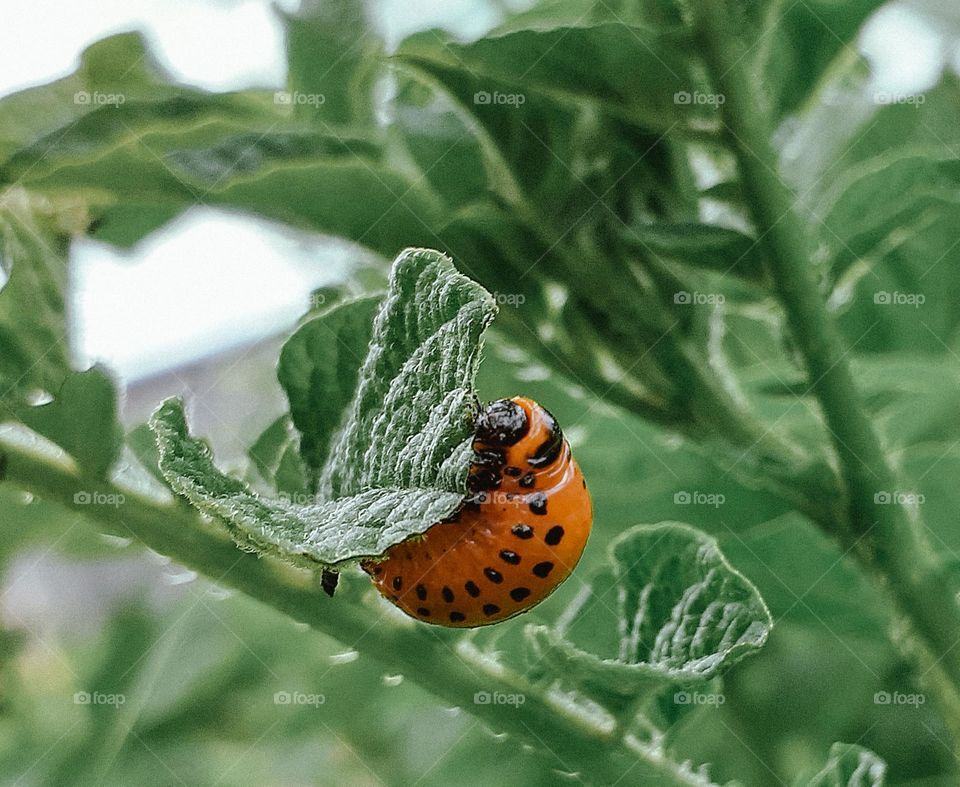Green potatoes with a beetle
