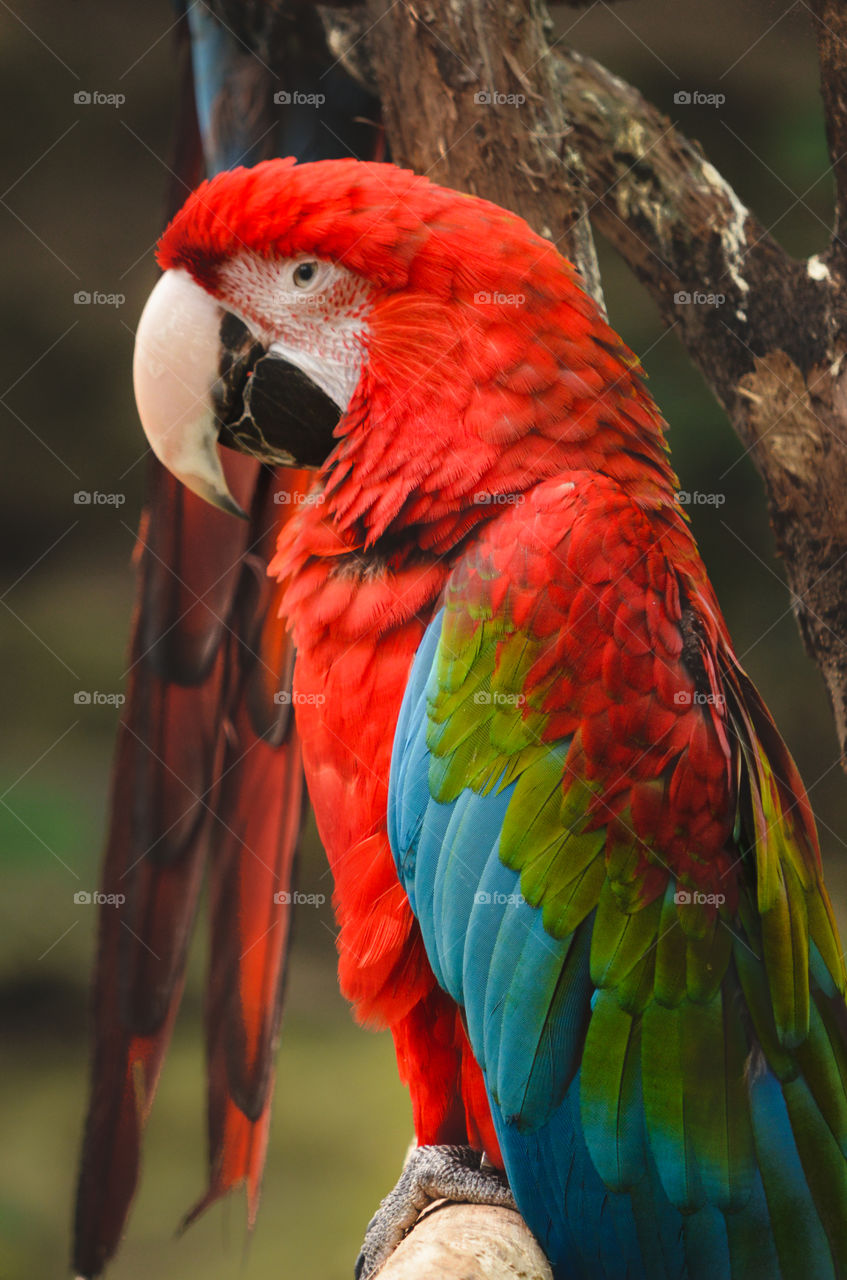 parrot