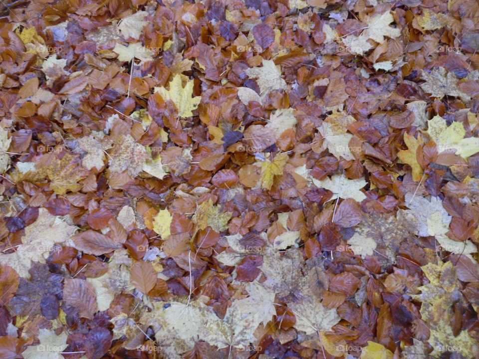 Parc de Mariemont , la Louvière