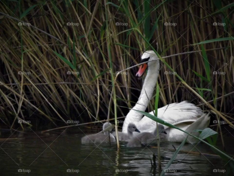 swan with baby