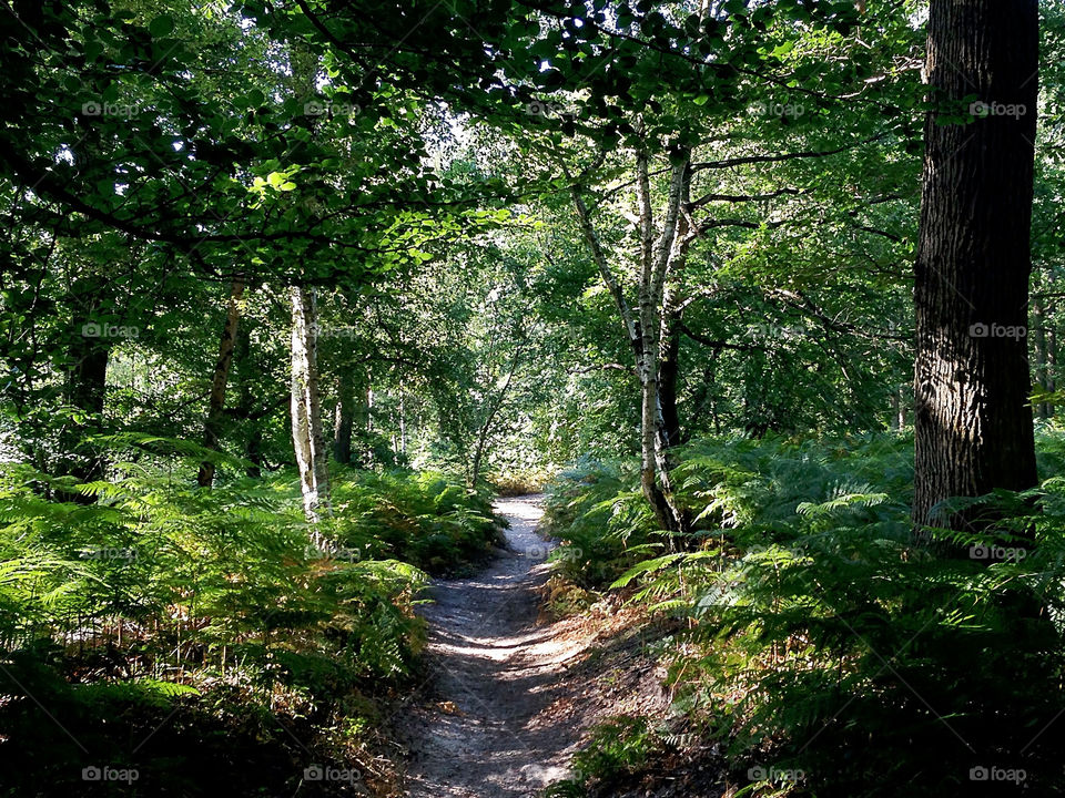 Sandy pathway inside forest