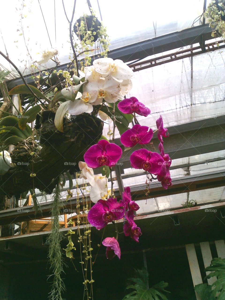 Orchid flowers in the garden