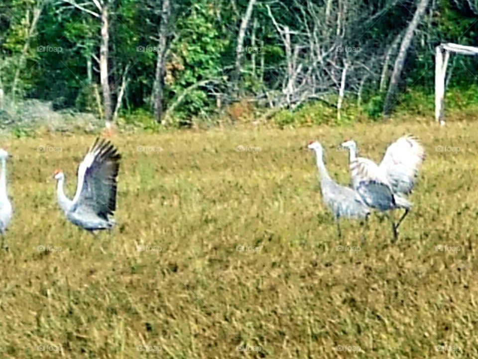 Sandhill cranes