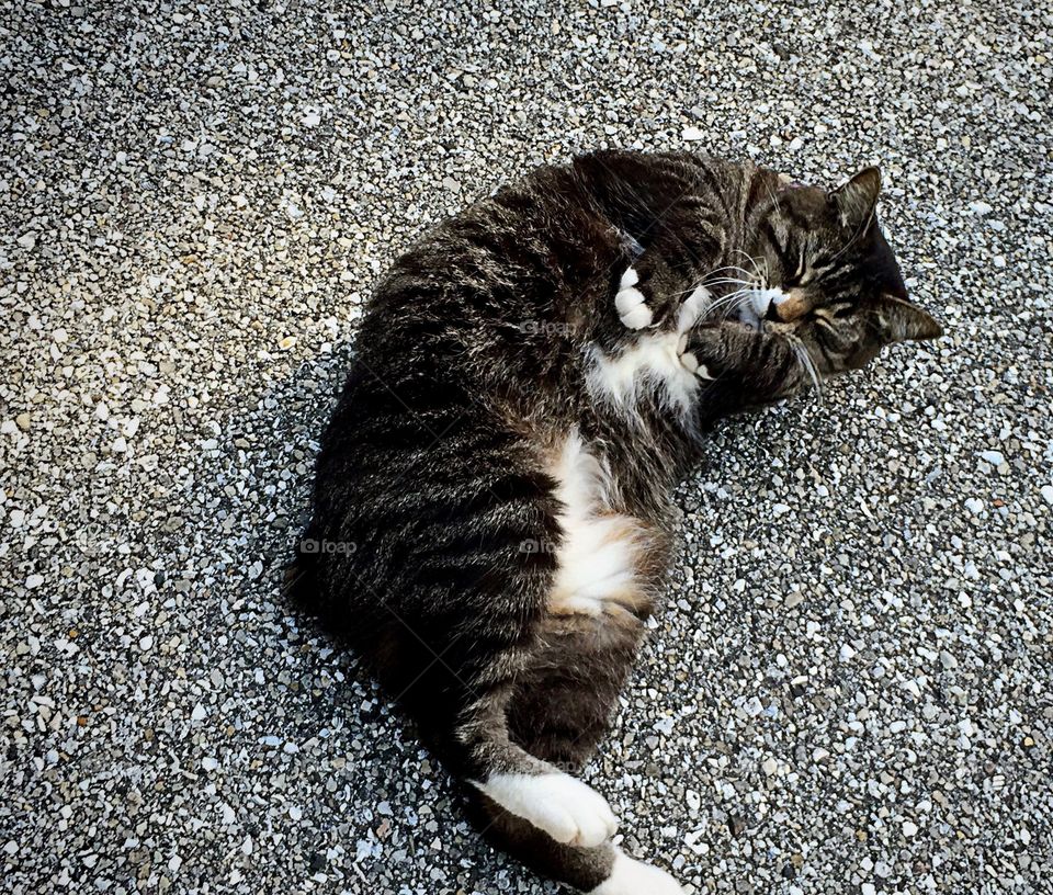 Adorable summer time cat.