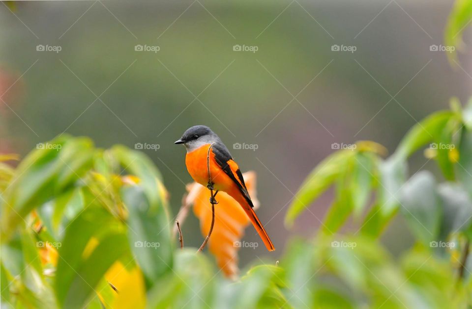 Beautiful and cute bird