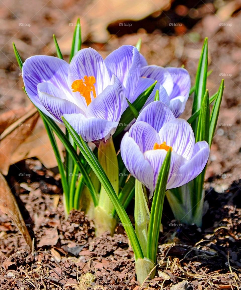 Crocus spring flowers