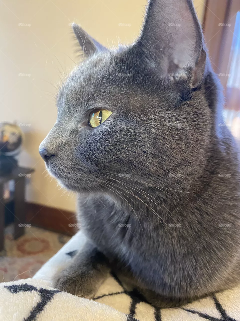 George the cat