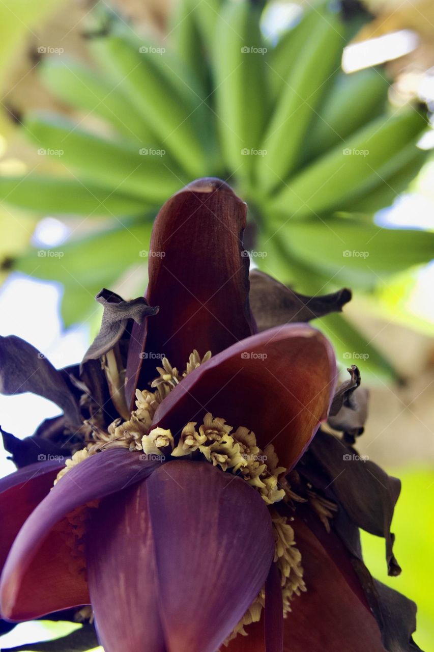 Ice Cream Banana Plant Bloom