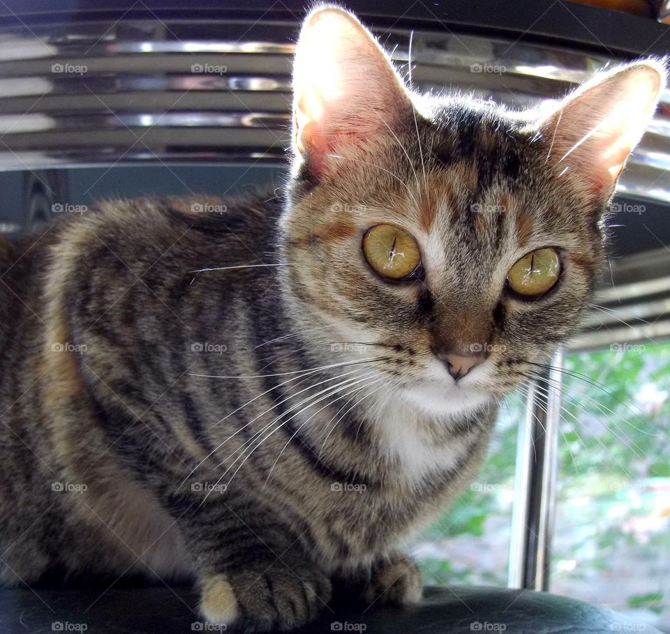 Mollie the magnificent 