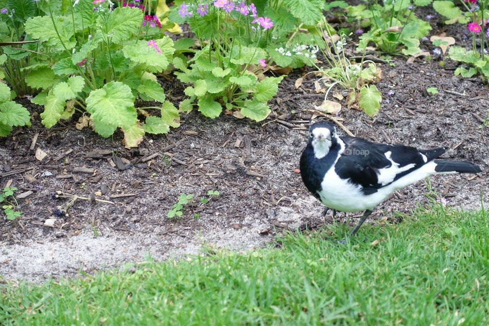 Australian magpie-lark is staying in the garden.