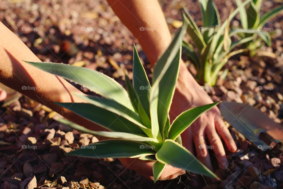 Planting agave