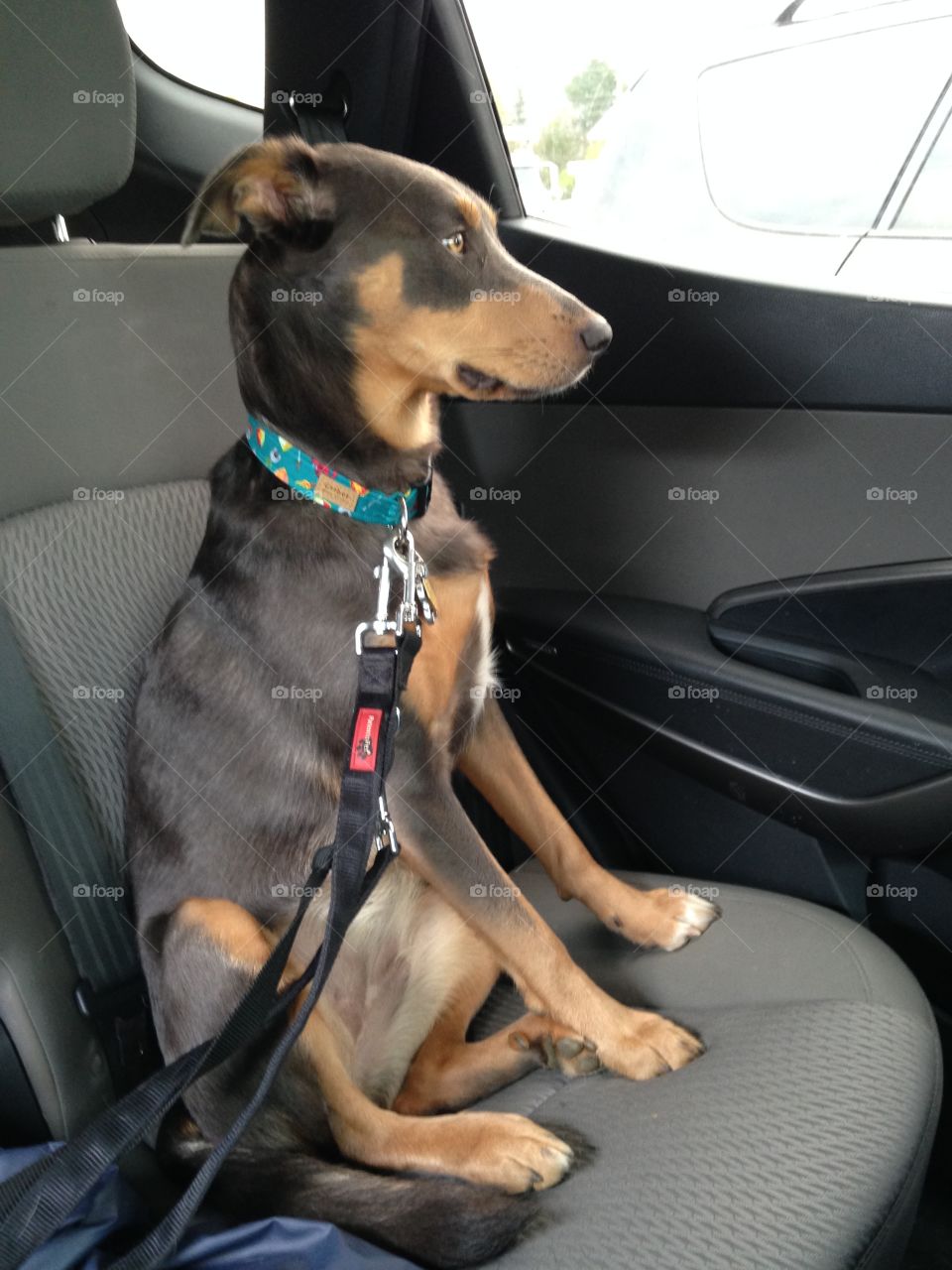 Obedient dog sits calmly in back seat of car for a drive