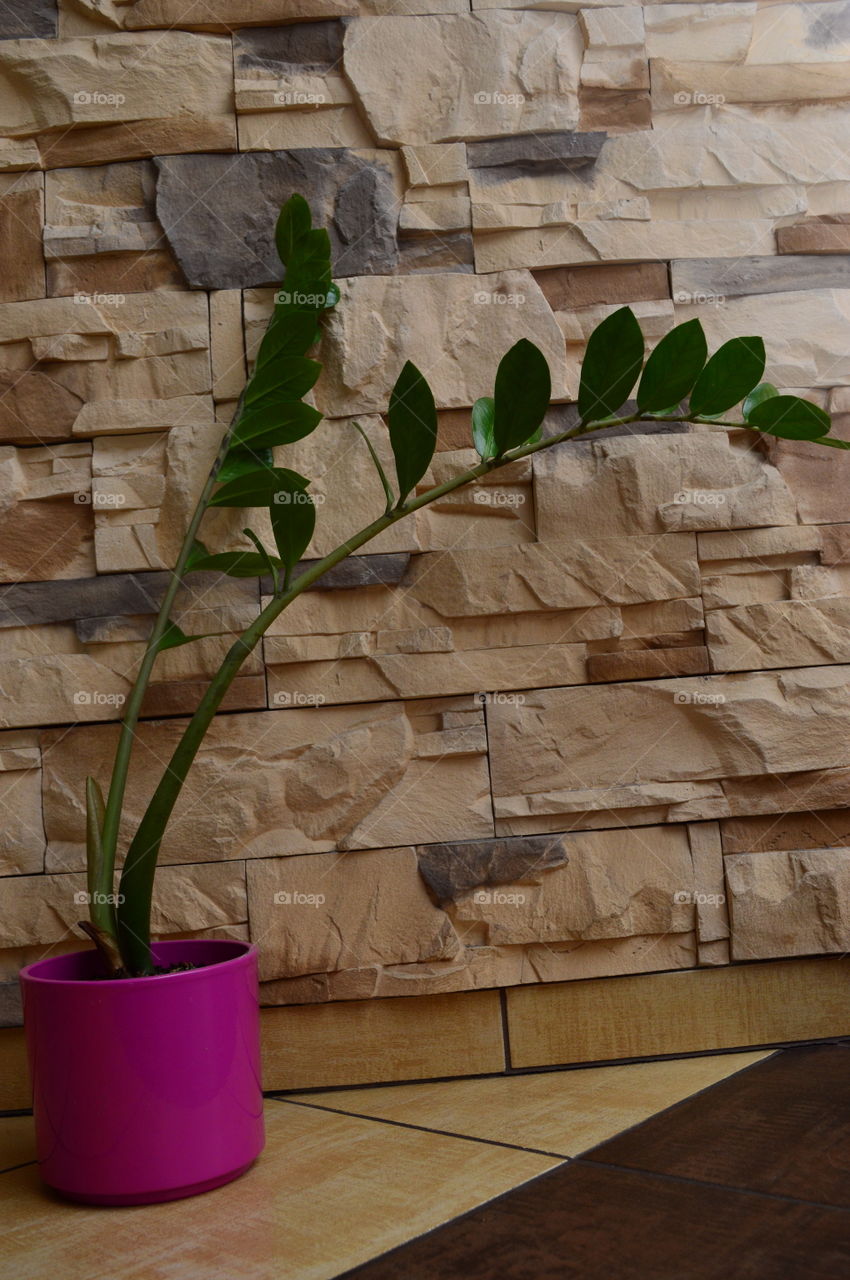 House plants on pots