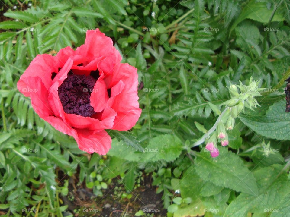 Red flower blooming in green lush