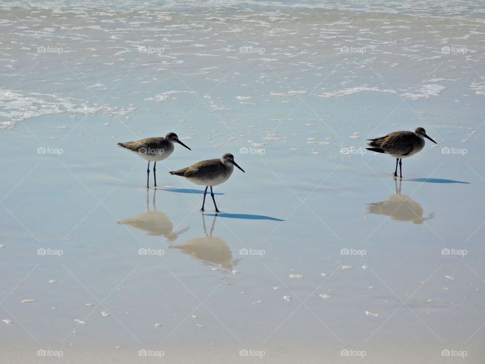 Sandpipers feeding on crustaceans, insects, worms, and other creatures. They reflect off the water