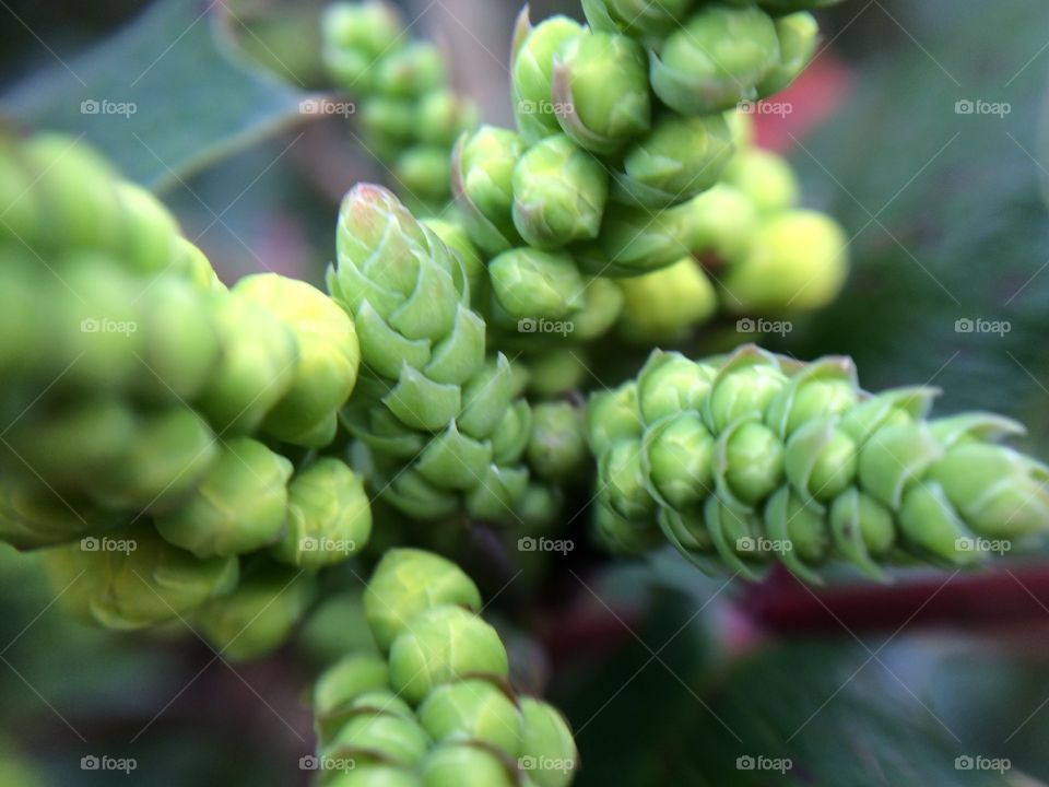 Nature, No Person, Flora, Leaf, Food