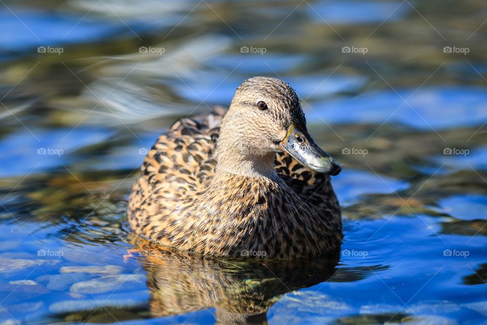 Duck in the water