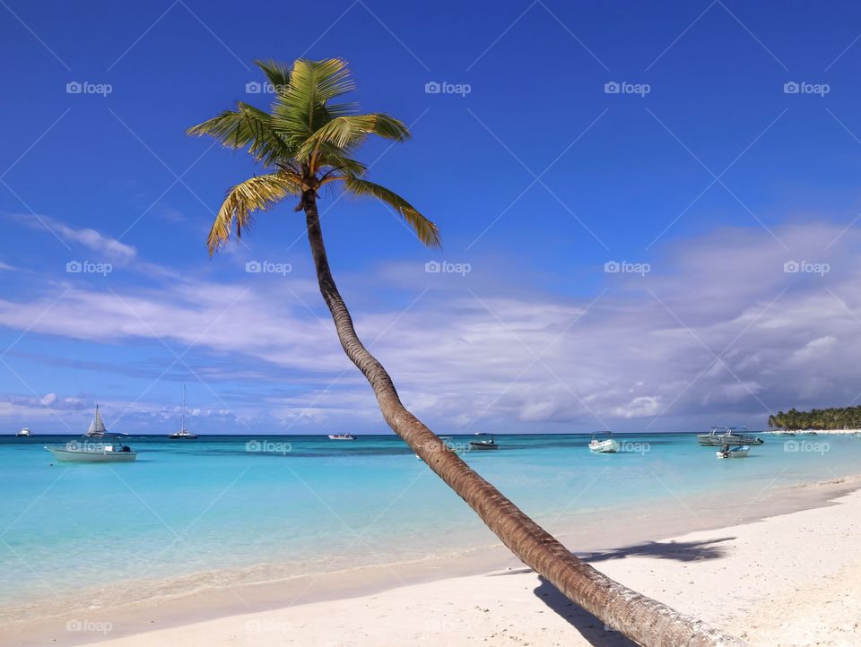 Palm tree on a sandy beach with turquoise sea and blue sky