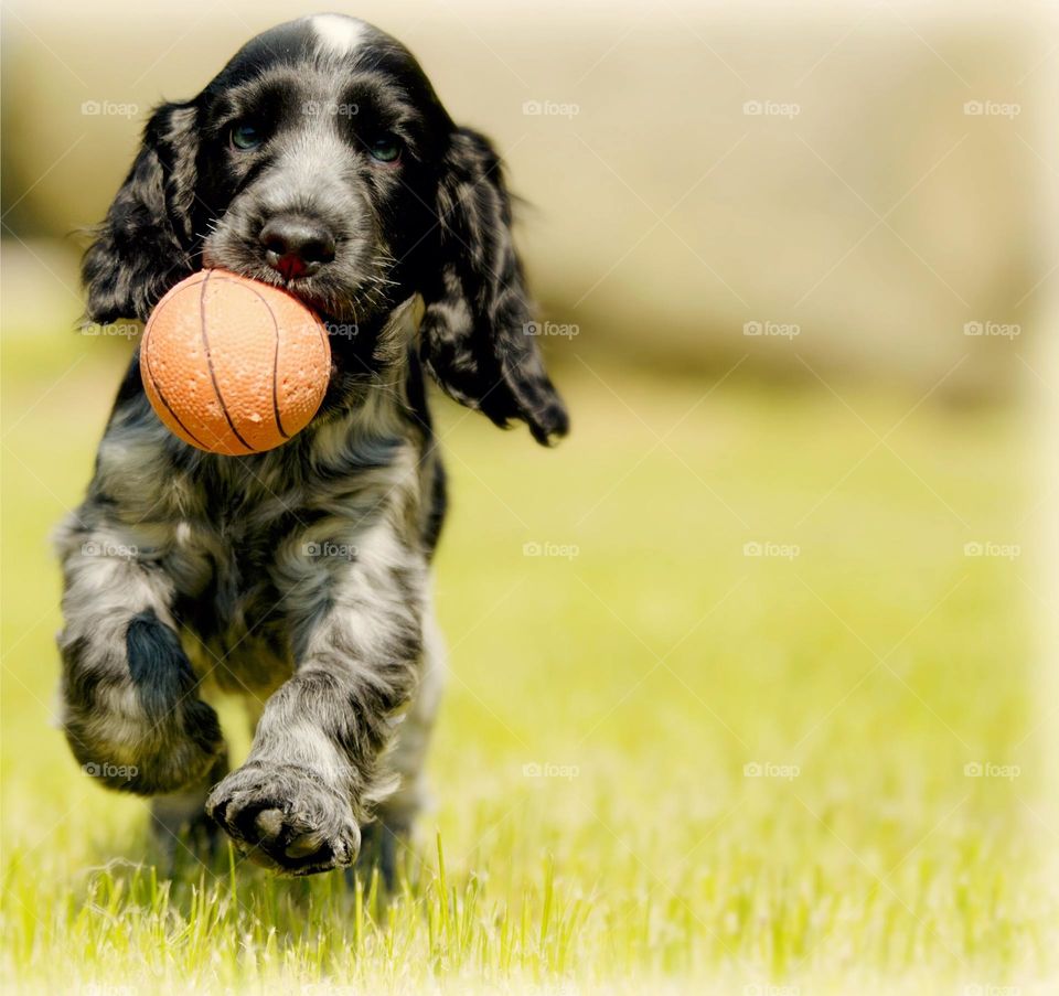 the dog play the ball