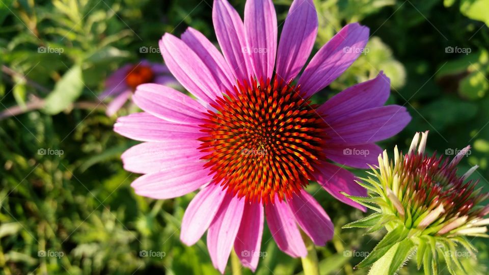 perfectly imperfect pink petals