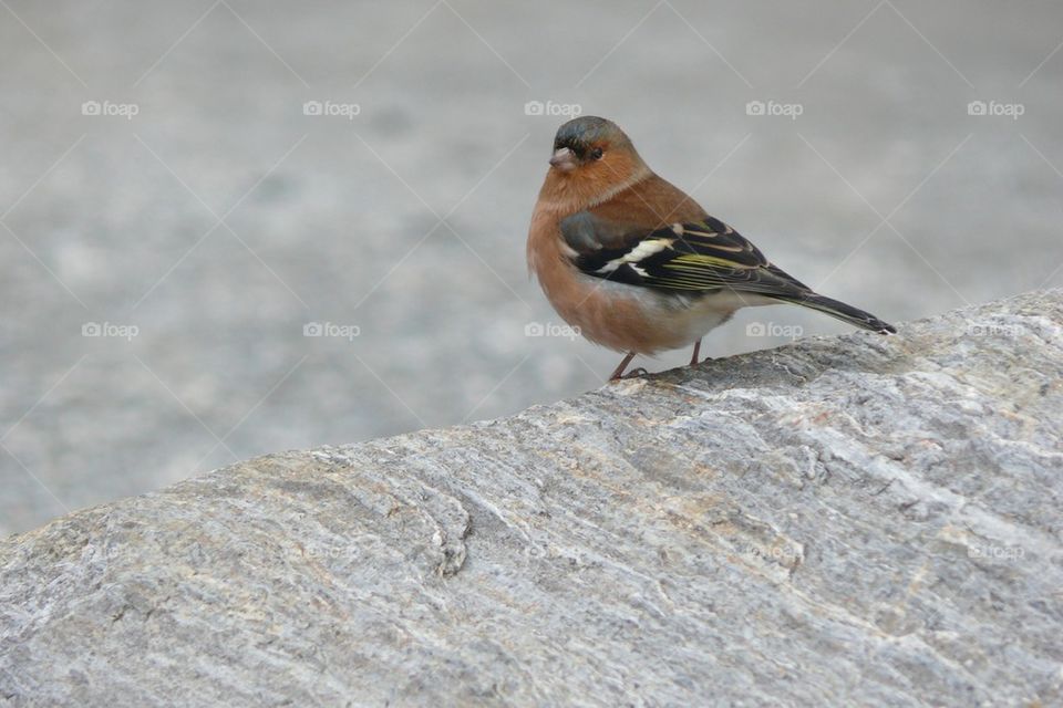 Chaffinch on a rock