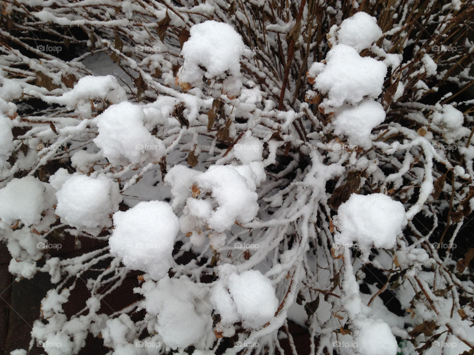 Snow covered flowers