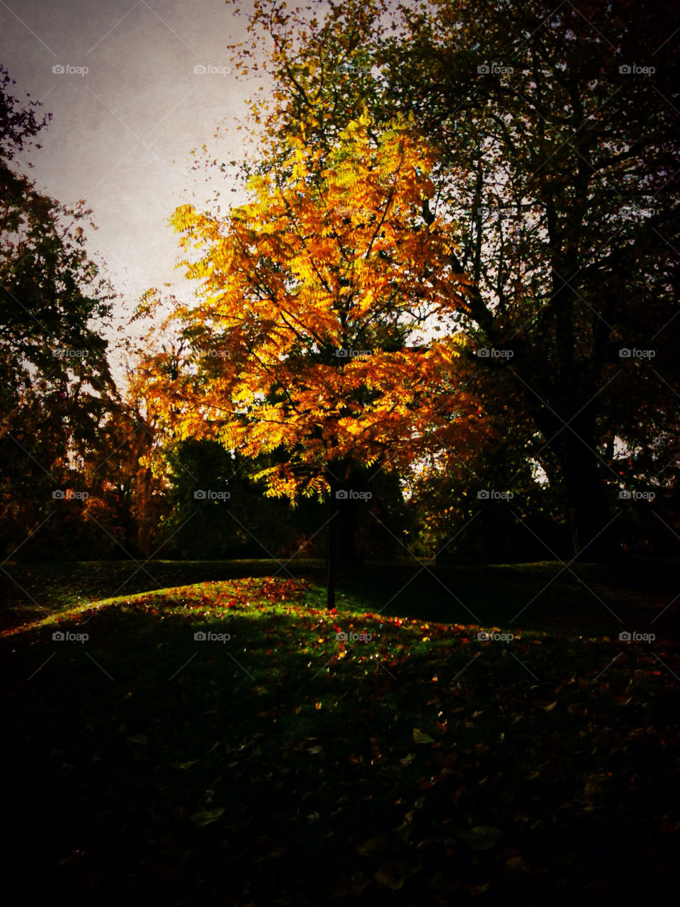 nature trees leaves fall by fullenglish