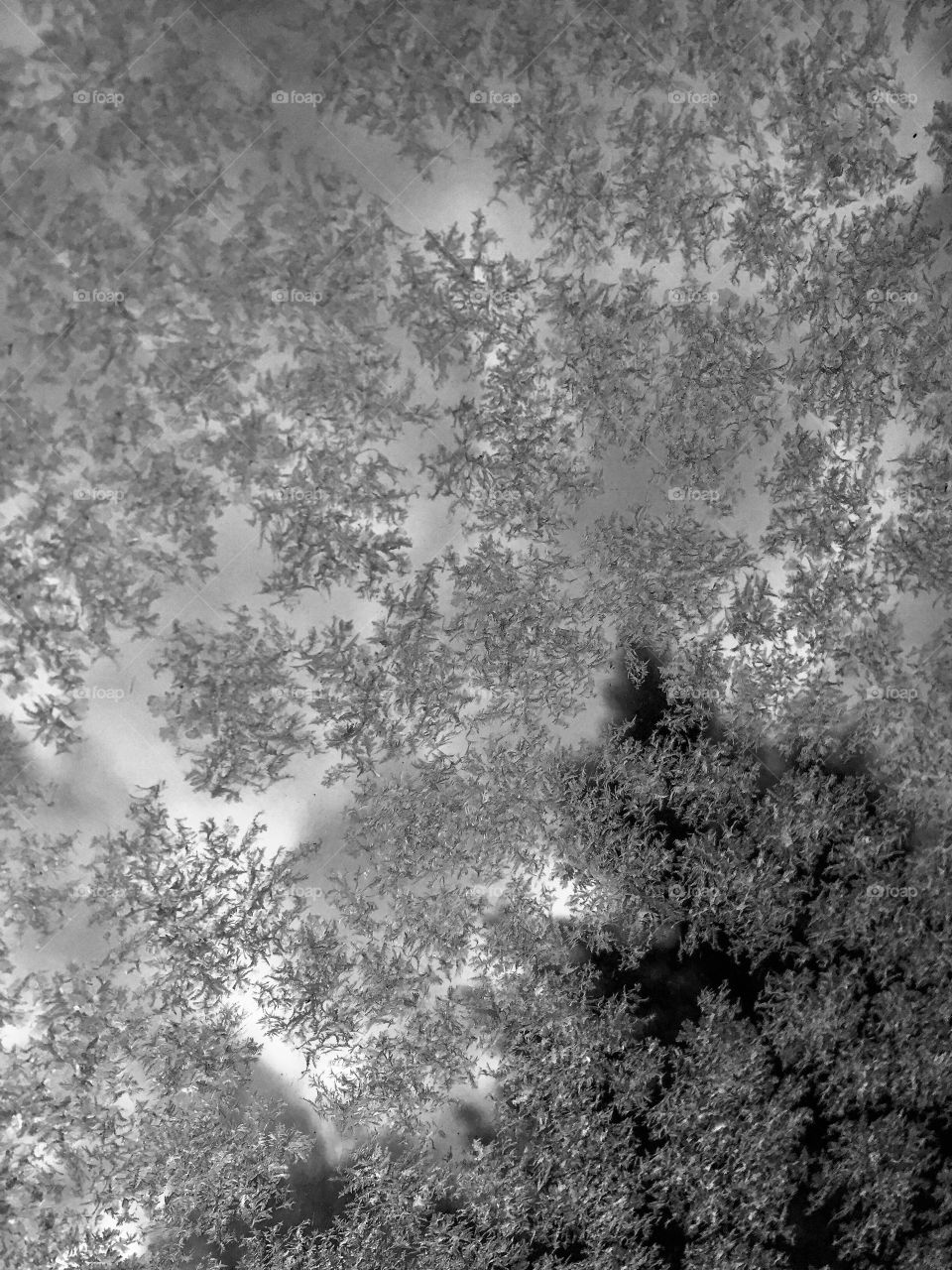 Snowflakes on windshield, Boston.