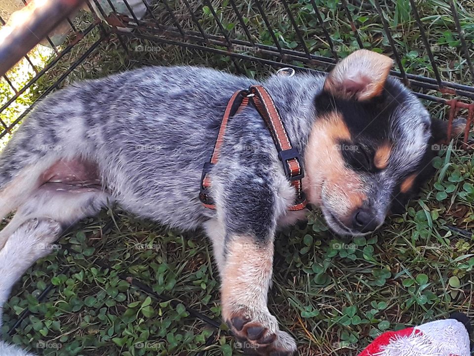 blueheeler puppy