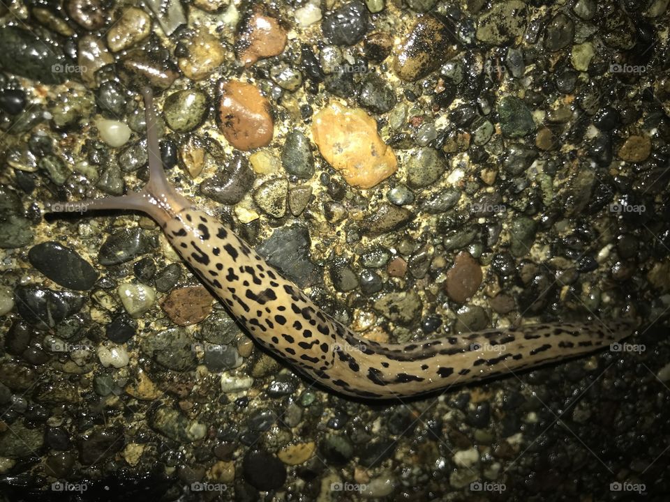Up close high definition photograph of a slug on the pavement 