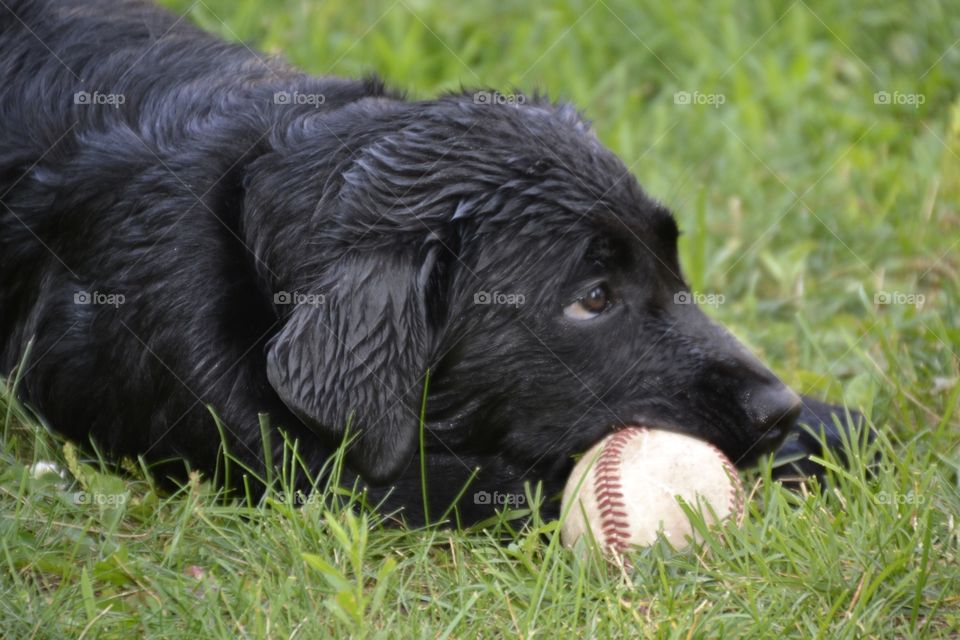 Pup and her ball