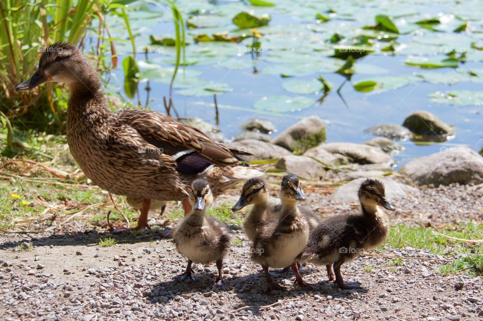 Close-up of a duck with ducklings