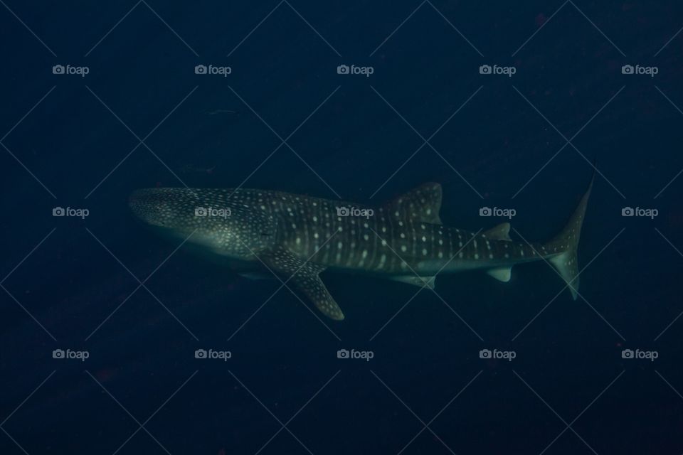 Underwater whale shark