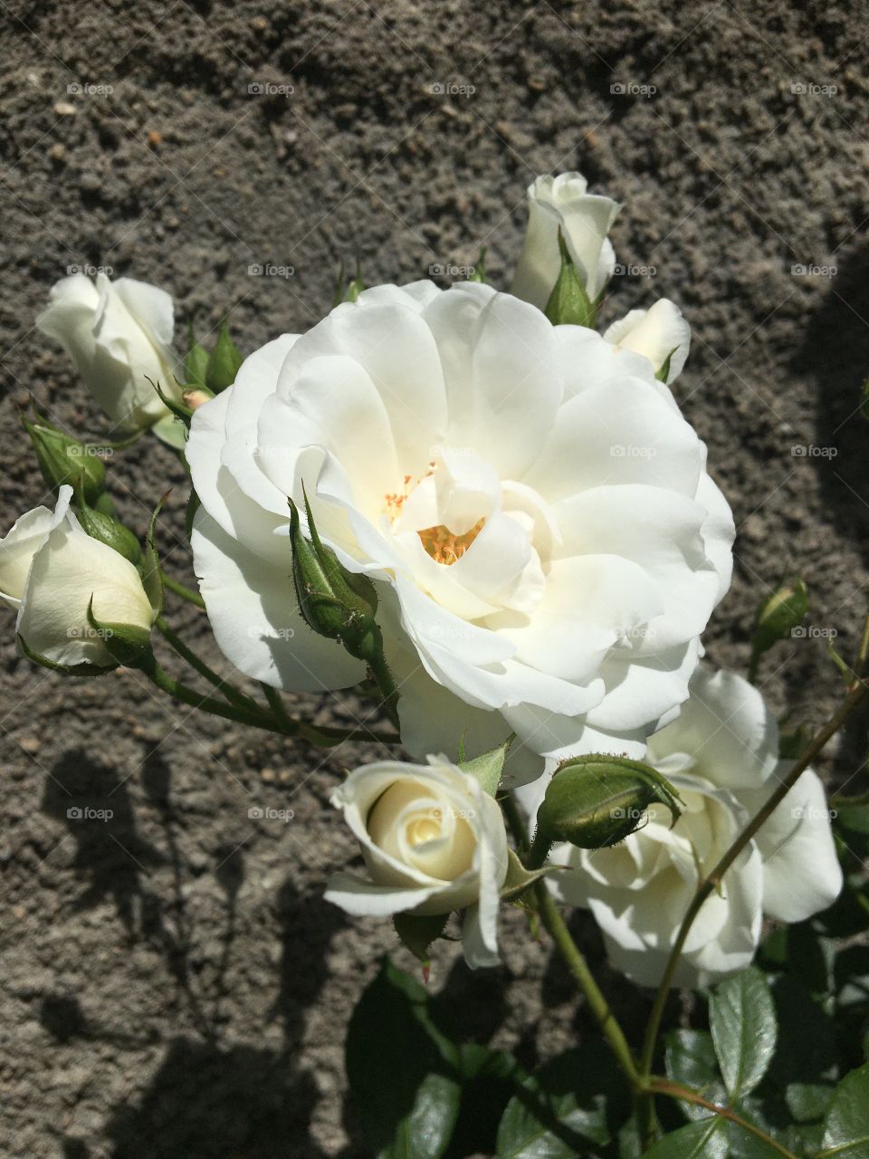 Blooming white rose